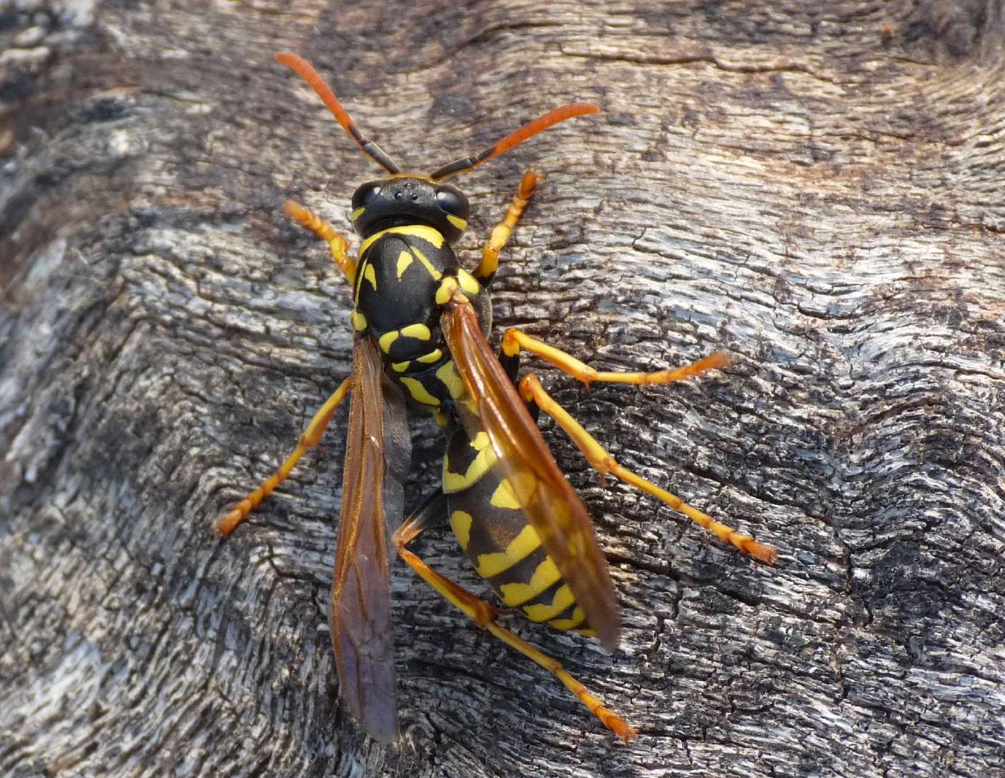 Polistes in letargo: Polistes sp.